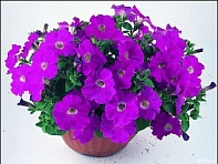 Петуния ампельная гибридная (Nuvolari F1)