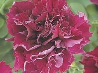 Петуния крупноцветковая махровая (Double Cascade F1)