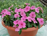 Катарантус розовый ампельный (Solar Avalanche F1)