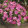 Петуния мелкоцветковая (Petunia milliflora)