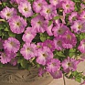 Петуния ампельная гибридная (Petunia x hybrida)