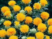 Сафлор красильный (Kinko) Сафлор красильный (Kinko)