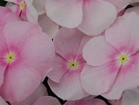 Катарантус розовый (Solar F1)