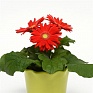 Гербера Джеймсона (Gerbera jemesonii)