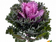 Декоративная капуста (Empire F1)