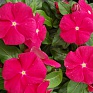 Катарантус розовый (Vinca rosea)
