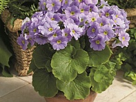 Примула обратноконическая (Libre F1)