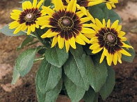 Рудбекия волосистая (Sonora)