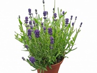 Лаванда узколистная (Scent Mini Blue)