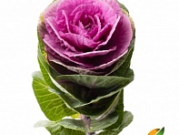 Декоративная капуста (Empire F1)