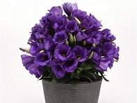 Лизиантус (Эустома) крупноцветковый (Sapphire F1)