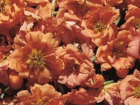 Портулак крупноцветковый (Sundial F1)