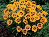 Кореопсис крупноцветковый (Sunfire)