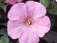 Петуния многоцветковая (Lambada F1)