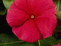 Катарантус розовый (SunStorm F1)