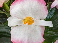 Бегония гибридная (зеленая листва) (Tophat F1)