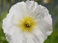 Мак голостебельный (Spring Fever)