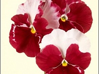 Виола Виттрока