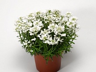 Иберис вечнозеленый (Whistler F1)