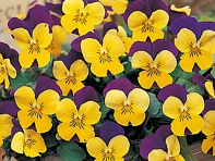Виола рогатая (Floral Power F1)