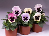 Виола Виттрока