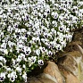 Виола рогатая (Viola cornuta)