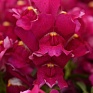 Львиный зев (Антирринум) большой (Antirrhinum majus)