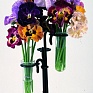 Виола Виттрока бахромчатая (Viola wittrockiana)