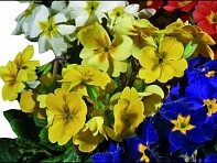 Примула полиантовая (многоцветковая) (Garden Beauty F1)