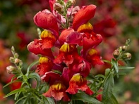 Львиный зев (Антирринум) большой (Snaptini F1)