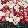 Маргаритка многолетняя (Bellis perennis)