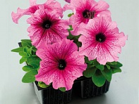 Петуния крупноцветковая (Tango F1)