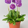 Примула мелкозубчатая (Primula denticulata)