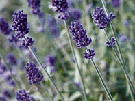 Лаванда узколистная (Vicenza)