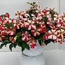 Петуния ампельная гибридная (Petunia x hybrida)