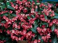 Бегония гибридная ампельная (зеленая листва) (Dragon Wing F1)