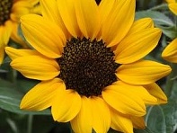 Подсолнечник летний (Miss Sunshine)