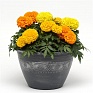Бархатцы прямостоячие (Tagetes erecta)