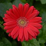 Гербера Джеймсона (Gerbera jemesonii)