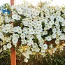 Петуния ампельная гибридная (Petunia х hybrida)