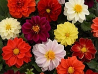 Георгина гибридная (Figaro)