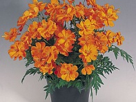 Космея сернисто-желтая (Cosmic)