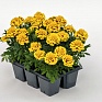 Бархатцы отклоненные (Tagetes patula)
