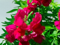 Львиный зев (Антирринум) большой (Snappy F1)