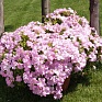 Петуния ампельная гибридная (Petunia x hybrida)
