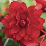Бегония клубневая махровая ампельная (Begonia tuberhybrida)