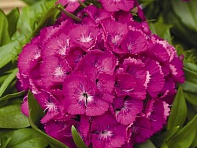 Гвоздика турецкая (Barbarini F1)