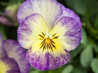 Виола рогатая (Bel Viso F1)