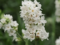 Лаванда узколистная (Ellagance)