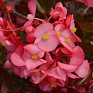Бегония гибридная (бронзовая листва) (Begonia hybrida)